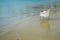 Scene of empty chair in white rattan sitting on sand beach full of clear and blue sea water background