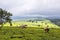 Scene of extensive plantation on tea estate, Nandi Hills, West Kenya highlands.