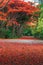 Scene of Flame Tree, Royal Poinciana or delonix regia in autumn season