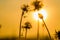 Scene flowers grass dry in fields with  sunrise