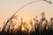 Scene flowers grass dry in fields with  sunset