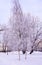 Scene with frosted trees in city park