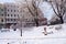 Scene with frosted trees in city park