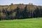 Scene of a herd of whitetail deer on a field near the edge of a forest