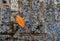 Scene with leaf of fallen tree on top of brick of street