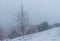 Scene of a lonely tree in a snowy day in Natural Park of Urkiola.