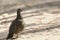 Scene of Male Spruce Grouse, Falcipennis canadensis, in boreal forest