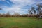 Scene of the many bare trees in the park covered with green grass in the daytime