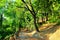 Scene from Montecassiano with foliage, trunks, slopes and a path