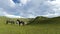 Scene of Morning Pasture. Herd of horses grazing in a pasture in the morning light