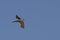 Scene of a Pallid Swift, Apus pallidus, in flight
