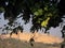 The scene of a Rajasthan fort through peep of a tree.