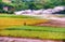 The scene of rape flowers and seeds in the fields in spring