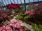 Scene with red and pink flowers in the Royal greenhouses of Laeken