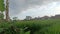 a scene in a rice field during the afternoon