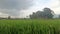 A scene in a rice field during the afternoon 3