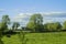 Scene in rural area with farm animals and green fields and trees. Calm and peaceful mood. Irish country side and landscape