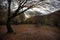 Scene of a single swing hanging from tree branch in autumn forest. Azerbaijan nature