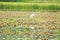 Scene of a Stork standing on empty land with rain water