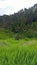 Scene of Tegalalang Rice Terrace in Bali