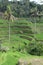 Scene of Tegalalang Rice Terrace in Bali