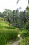 Scene of Tegalalang Rice Terrace in Bali