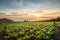 The Scene of Thailand about Big Cabbage farm on the mountain, Phu Tubburk, Thailand