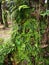 Scene of the vittaria ensiformis fern and moss on the trunk.