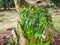 Scene of the vittaria ensiformis fern and moss on the trunk.