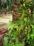 Scene of the vittaria ensiformis fern and moss on the trunk.