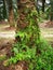 Scene of the vittaria ensiformis fern and moss on the trunk.