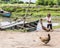 Scene, waterâ€™s edge, fishing village, Lake Victoria, Kenya.