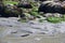 Scene of wet seaweed, rocks and sand in Washington State