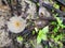 Scene of the wild white wood fungi or mushrooms.