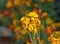 Scene with yellow flowers erysimum wallflower in bloom