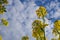 Scenery. Agriculture. Blooming rapeseed field. Bright yellow rapeseed flowers in sunlight against the blue sky