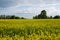 Scenery. Agriculture. Blooming rapeseed field. Bright yellow rapeseed flowers in sunlight against the blue sky