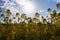 Scenery. Agriculture. Blooming rapeseed field. Bright yellow rapeseed flowers in sunlight against the blue sky