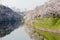 Scenery of amazing cherry blossom trees  Sakura  blooming vibrantly by the moat and reflected in the water