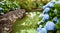 Scenery with blue hydrangea flowers growing by a pond