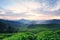 Scenery of Cameron Highland Tea Plantation,, Malaysia with red and yellow sky light.