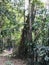 The scenery can be seen along of the walkway to Khlong Chao waterfall on Koh Kood in Thailand.