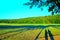 Scenery from Chiaravalle Abbey with tree, human shadows, thickets