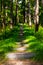 Scenery of concrete steps stairway pathway on the forest slope. Landscape perspective of the stone stairs in the forest surrounded