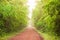 Scenery of empty red dirt road in tropical forest, lush foliage in the morning mist, sunlight shines on a long straight dirt road