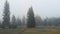 Scenery of foggy pasture.