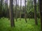 Scenery in a forest with lush high grass and trees