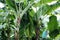 Scenery of fresh banana trees in farm with green branch and leafs