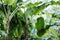 Scenery of fresh banana trees in farm with green branch and leafs