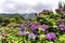 Scenery of Hydrangea Blossoms